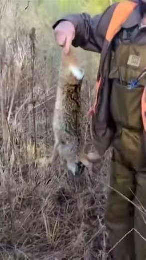 RABBIT HUNTING WITH DOGS #rabbit #swamp #outdoors #shorts #hunting #lifestyle #viral