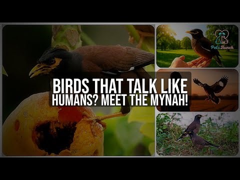Birds That Talk Like Humans? Meet the Intelligent Mynah!