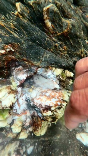 gold-bearing quartz