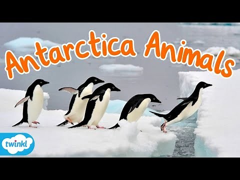 What Animals Live in Antarctica? | What Lives in the Antarctic?