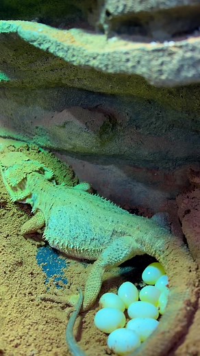 Central Bearded Dragon Spring Breeding Time Lapse Video