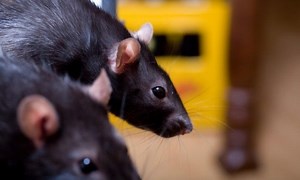 How scientists made rats communicate with just their minds