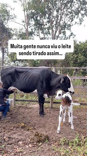Como tirar leite da vaca na mão | Rotina da roça 🥛