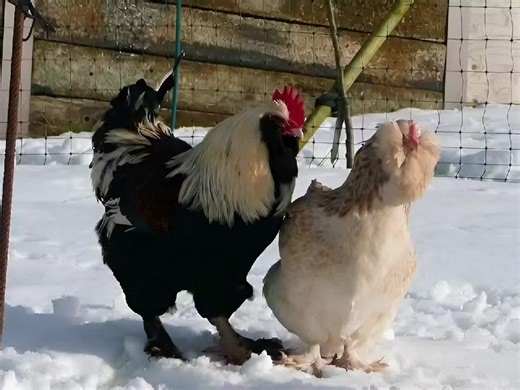 la race Faverolles Saumon. Originaires de France, elles sont facilement identifiables par leur plumage distinctif, leur barbe (plumes autour du visage) et leurs pattes entièrement emplumées.