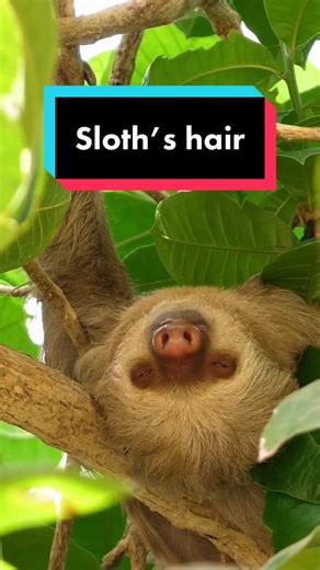Sloths are well adapted to their upside-down lifestyle. #AnimalFacts #edutok #TikTokTaughtMe #sloth #wildlife