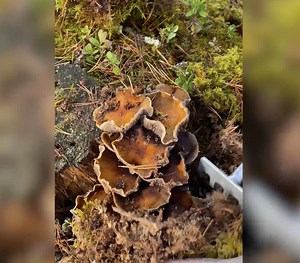 From Seed to Plate: How to Grow Your Own Mushrooms at Home! | 5-Minute Crafts Green