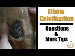 Dog Elbow Calcification | Pet Grooming Questions & Treatment Tips