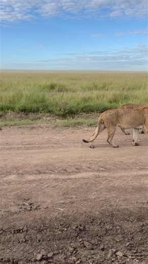Swampy's boys on the move yesterday afternoon. These guys are super relaxed and appear to know exactly where they're heading. They were sired by the Bila Shakas - who are back in the territory as of this morning and hanging out with two of the Marsh Pride females. Video credit Frankie Adamson for Governors Camp Collection | The Marsh Pride of Lions