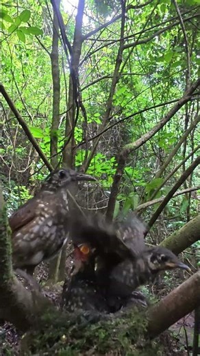 The chick stretched its neck to snatch earthworms for food.