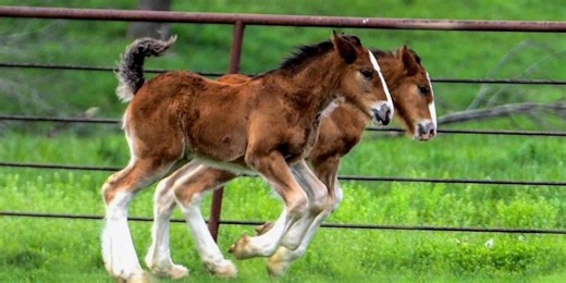 Warm Springs Ranch welcomes 15 Budweiser Clydesdale foals