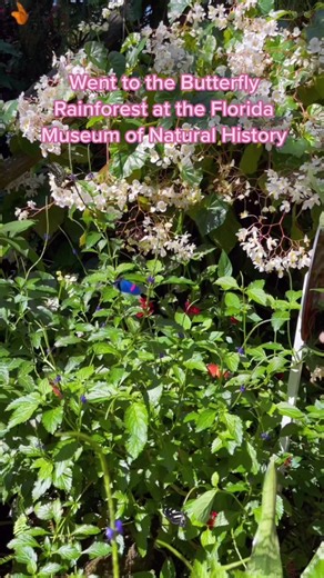 Discover the Most Beautiful Butterflies at the Butterfly Rainforest