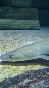 Shark tale part 2