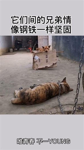 Heartwarming brotherhood between these two dogs 🐶❤️#funny #comedy #cute #animals #pets #puppy