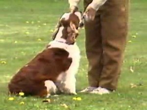 Welsh Springer Spaniel - Chapter 1