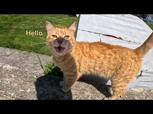 When You Live With a Talkative Cat, It's Never Boring 🤣