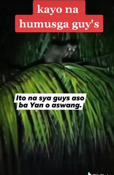 Understanding Aswang Legends in Marikina's Haunted Areas