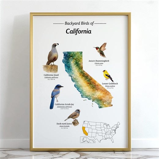 Printable California Backyard Birds Watercolor Poster | Field Guide Identification Chart | Homeschool Education Wall Art - Etsy