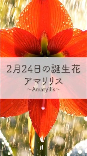 空気が変わる瞬間。この花が咲くと🌺2月24日の誕生花「アマリリス」 #shorts