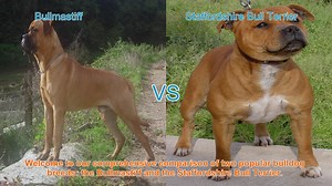 Bullmastiff vs. Staffordshire Bull Terrier: A Comprehensive Breed Comparison