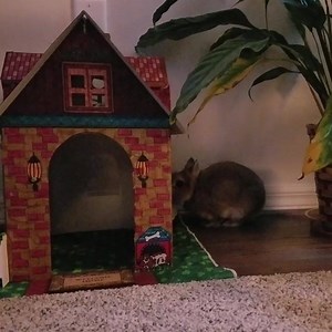 190 reactions · 19 shares | When you forget your house keys.. | Chessthechippy | Facebook