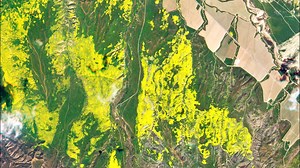 Wildflower 'super bloom' visible from space