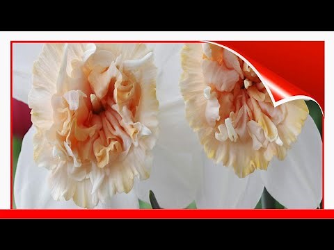 15 Great Varieties Of Daffodils 🛋️