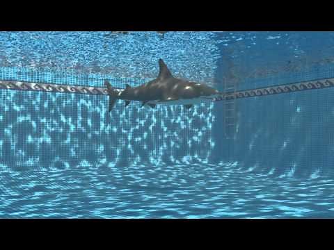 Shark in swimming pool.