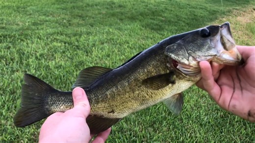 Watch what happens when a fish takes candy like it’s real food