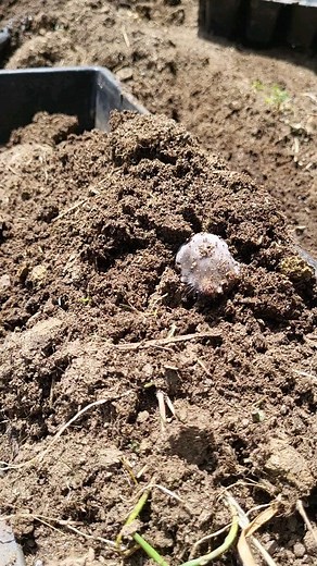 12K views · 124 reactions | MOLES! You think you hate the Gopher...