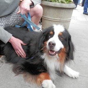 Free Facial Recognition App For Your Dog