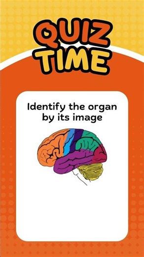 Guess the organ #quiz #humanbody #anatomy #organs