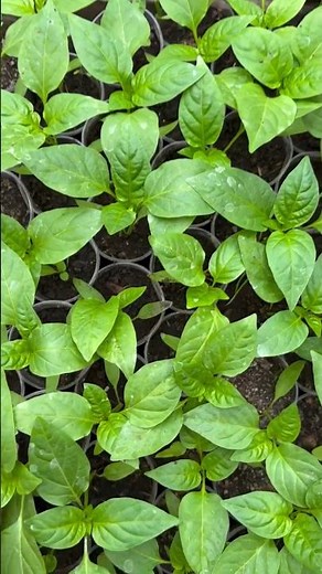 #828 Capsicum annuum | Solanaceae | Bell Pepper | Sweet Pepper | Chili Pepper | Rocoto Pepper Piiman