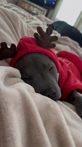 With the cold weather coming Simon will officially be wearing his reindeer sweater 24/7, because a puppy’s gotta stay warm 🥰. To adopt this adorable sensitive soul - https://www.mopitbullrescue.org/simon | Missouri Pit Bull Rescue