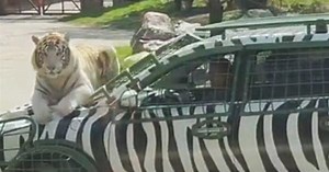 Lazy tiger hitches a ride on car hood around safari park