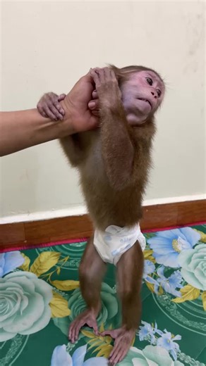 #asmr #trending #monkey #viral | monkey