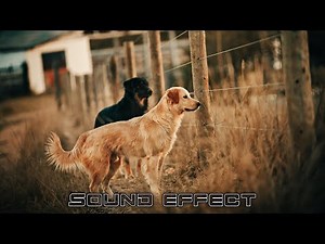 Dogs | Zombie Dog Death Dying - SFX Producer | No Copyright Dogs Sound