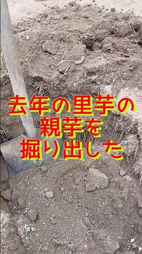 里芋の植え付け#家庭菜園