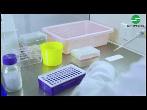 GenePharma- Plasmid transformation