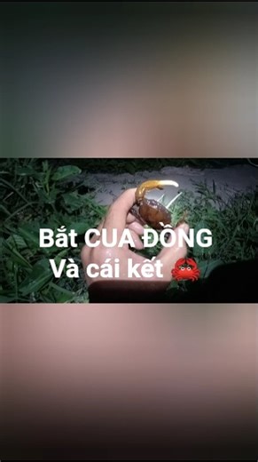 Bắt 🦀 mùa nước rút tập 1 #@ThắngVũ-k3b