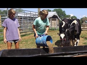 The Dairy Heifer Project