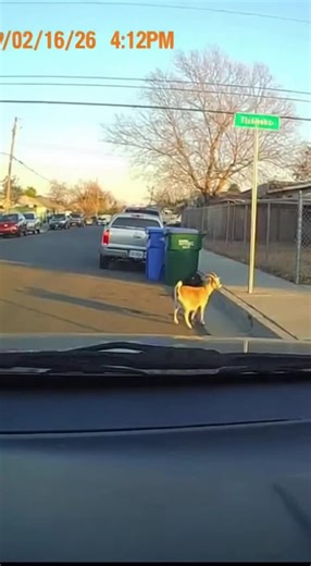 A delivery van dashcam captures a loose goat trotting along a quiet cul-de-sac, hopping onto a trash bin lid, then slipping off and sprinting away as the driver laughs and gives a quick honk.