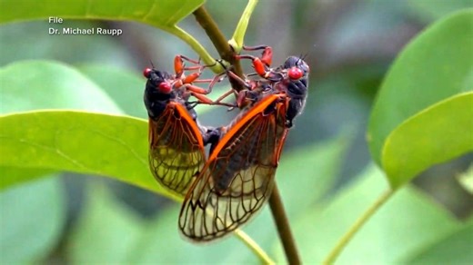 Police tell residents to stop calling over loud cicada buzz
