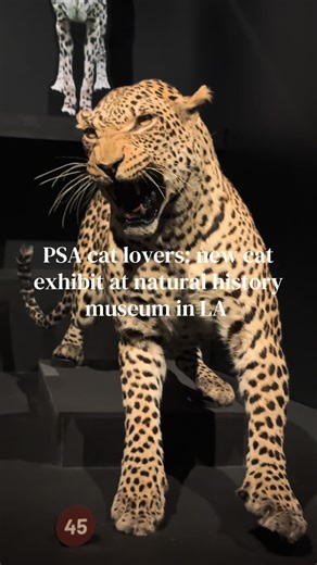 Explore the New Cat Exhibit at the LA Museum