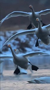 고요한 호수 위로 내려앉는 백조들….물결조차 숨을 죽인 순간, 우아함이라는 단어가 가장 잘 어울리는 자연의 순간입니다. 🦢✨ #birds #viral #쇼츠 #힐링영상