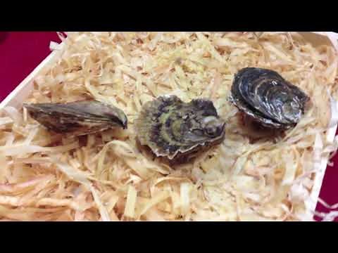 CÓMO ABRIR OSTRAS FÁCILMENTE sin peligro ALGUNOS CONSEJOS 👌🏻 - GUILLE RODRIGUEZ