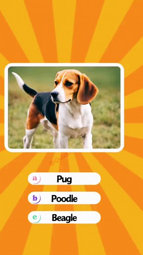 Dog breed quiz#brainteaser #generalknowledgey #uktiktok Unique War Country Quiz! #brainteaser #generalknowledgey #learn #learning #viralvideo #grow #foryoupage #uktiktok #tiktok collaboration #tiktok #foru #quiz #quiztime #quizgame #quizchallenge #quizshow #quizzes #quizfun #funquiz #trivia #usa #fyp #fyp* #fypage #fyp°viral