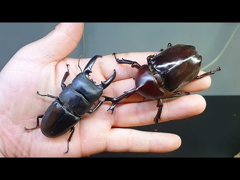 사슴벌레 VS 장수풍뎅이 둘중 누가 더 강할까? stag beetle fight