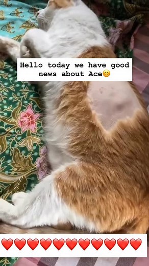 3.4K views · 4.6K reactions | Today, Ace’s treatment has officially...