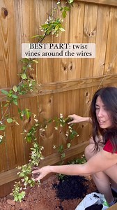 281K views · 2.9K reactions | How to espalier star jasmine… | DeLancey DIY | Facebook