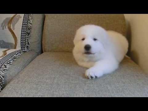 Great Pyrenees Puppy - let's play with me